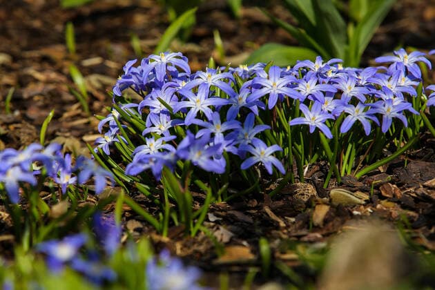 Die gewoehnliche Sternhyazinthe (Schneestolz) blueht in einem Garten in Siegen Fruehling im Siegerland am 28.03.2020 in Siegen Deutschland. *** The usual Sternhyazinthe Schneestolz blooms in a garden in Siegen Fruehling in the Siegerland on 28 03 2020 in Siegen Germany