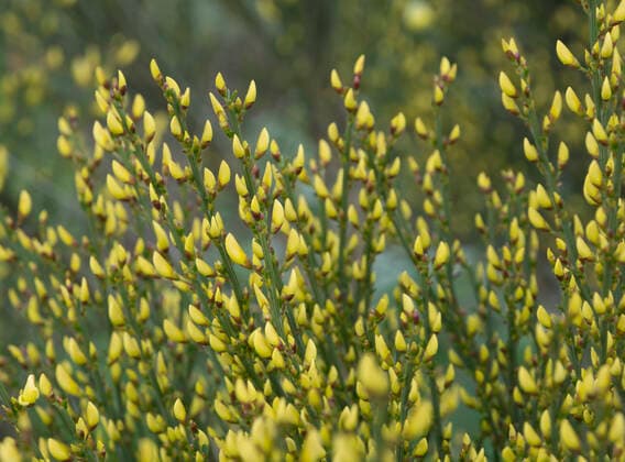 Warminster broom blossoming background texture. Warminster broom, Cytisus x praecox, blossoming in May, Stockholm, Sweden.  Copyright: xArtesiaWellsx 13555578