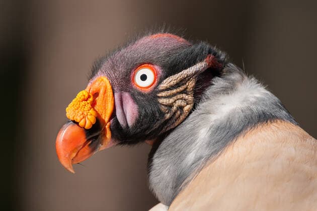IMAGO Nature: Unsere Erde: Tierwelt: Hässliche Tiere A Portrait of a King Vulture Huntersville, NC, United States CR_EMGX200320A-323325-01