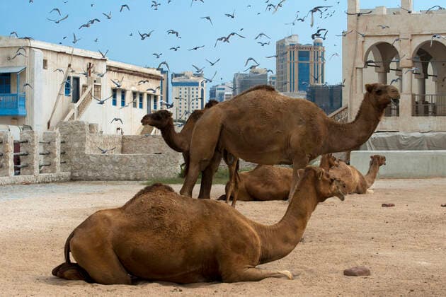 Camels in Camel Souq, Waqif Souq, Doha, Qatar, Middle East Doha Qatar Copyright: xSergixReboredox SREB-Qatar 043