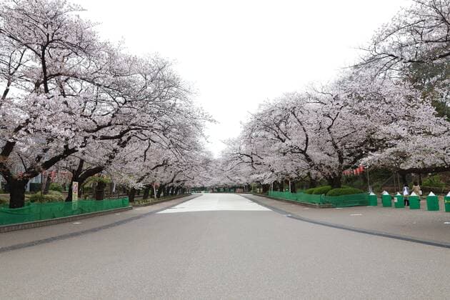 A street of cherry blossoms is closed as a safety precaution against the new coronavirus at Ueno Park in Tokyo, Japan on March 31, 2020.  (124903360)