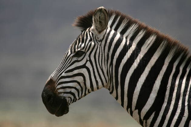 Zebra - Serengeti Safari, Tanzania, Africa Serengeti Wildlife Conservation Area, Safari, Tanzania, East Africa  Copyright: ximagexx 1373855