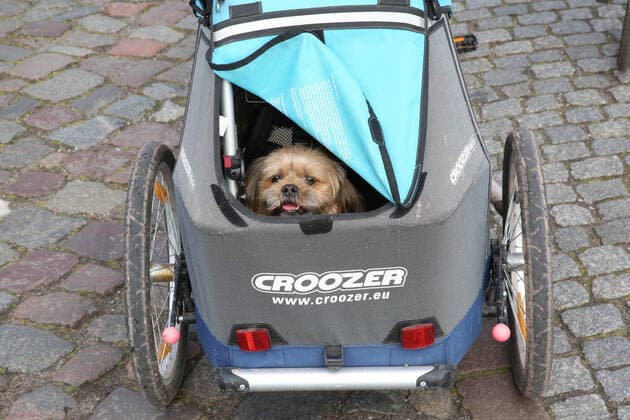 A cute dog looks on Tuesday 31 03 2020 in Greifswald Wieck District Vorpommern Rügen from a bicycle trailer Through the Corona - crisis one or the other master finally has a little more time for his little companion And at this point you may be on the road in public in threes