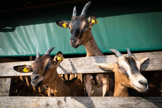 Fun agricultural and calendar motifs, three cute milk goats looking through a fence Keeping milk goats for the production of goat cheese Three goats looking curiously out of their stable Motif also super suitable e.g. as calendar motif NRW Germany