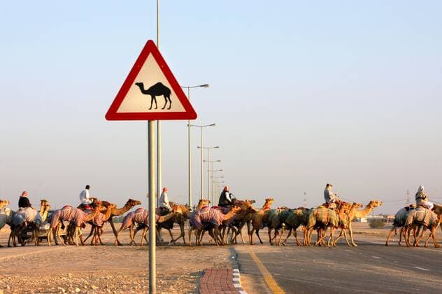 Camels crossing the road in Al Shahaniyah, Qatar.  Copyright: xSylviexVanxRoey arabianEyex SV27781