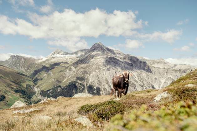 Cow on an Alpine meadow, Graubuenden, Switzerland  HBIF00029