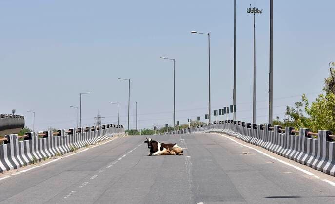 Bilder des Jahres 2020, News 04 April News Themen der Woche KW13 News Bilder des Tages NEW DELHI, INDIA APRIL 4: A cow sittin gin the middle ofhe road on a deserted flyover near Timarpur oon day eleven of the nationwide lockdown to check the spread of coronavirus, on April 4, 2020 in New Delhi, India. (Photo by Mohd Zakir Hindustan Times ) India Goes Into 21 Day Lockdown Due To Coronavirus COVID 19