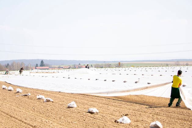 Landkreis Wuerzburg, 04 04 2020, Land and agriculture in times Coronas picture Harvest helpers planting onions Copyright: HMBxMedia xHeikoxBecker