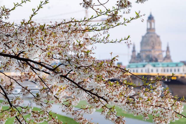 GER Sachsen Dresden Corona Pandemic empty Elbe riverbank and Elbe cycle path with skyline with the Frauenkirche and cherry blossoms 040420 ddbd