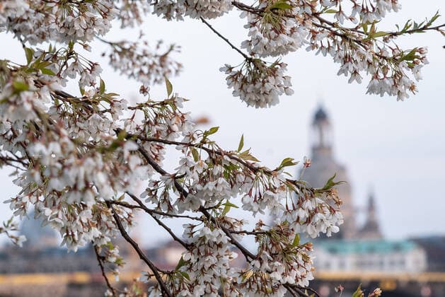 GER Sachsen Dresden Corona Pandemic empty Elbe riverbank and Elbe cycle path with skyline with the Frauenkirche and cherry blossoms 040420 ddbd