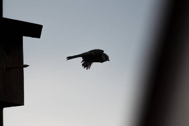 Ein Vogel fliegt von einem Vogelhaeuschen in einem Garten in Melaune, 04.04.2020. Melaune Deutschland *** A bird flies from a birdhouse in a garden in Melaune, 04 04 2020 Melaune Germany Copyright: xFlorianxGaertner photothek.netx