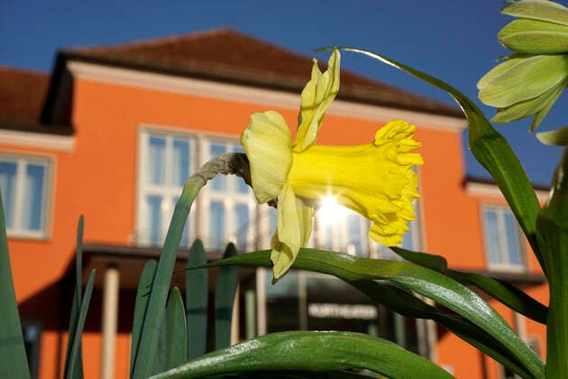 05 04 2020, Am Kurhaus Bad Wörishofen, The spring flowers are in full bloom, here the daffodils, yellow narcissus Narcissus pseudonarcissus , 05 04 2020, Am Kurhaus Frühlingsblüher 05 04 2020, Am Kurhaus Frühlingsblüher