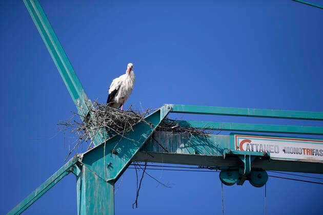 05 04 2020, Storks breeding in Pfaffenhausen in Bavaria on house roofs and on a construction crane 05 04 2020, Storks breeding in Pfaffenhausen in Bavaria on roofs and on a construction crane 05 04 2020, Storks breeding in Pfaffenhausen in Bavaria on roofs and on a construction crane