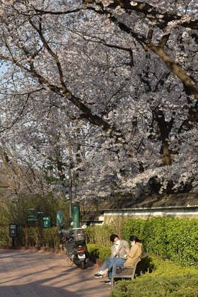 SEOUL, SOUTH KOREA - APRIL 5, 2020: A couple in face masks rests on a bench at Namsan Park; the South Korean authorities have called on citizens to stay home and observe social distancing, a self-isolation order to last until April 19. Stanislav Varivoda TASS  TS0D478B