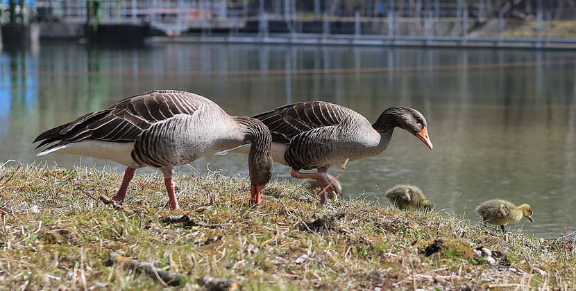 04 04 2020, Promenade at the Isar river in Munich during exit restriction because of Corona , in the picture geese with their children