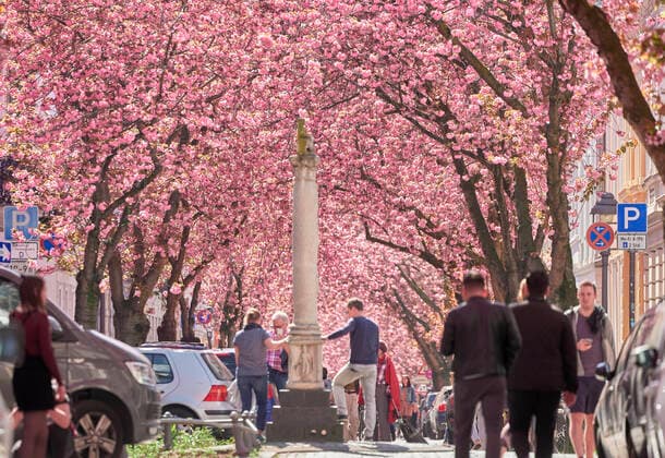 Bilder des Jahres 2020, News 04 April News Themen der Woche KW13 Viele Besucher trotz Corona Krise bei der Kirschblüte in der Bonner Altstadt in Bonn, Deutschland am 5.04.2020 *** Many visitors despite corona crisis at the cherry blossom in the old town of Bonn in Bonn, Germany on 5 04 2020