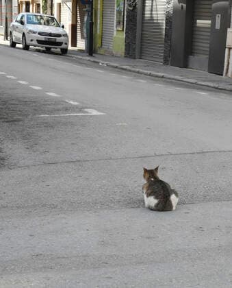 Coronavirus in Tunesien, Eindrücke aus Tunis (200406) -- TUNIS, April 6, 2020 (Xinhua) -- A cat is seen in an empty street during the COVID-19 pandemic in Tunis, Tunisia, April 5, 2020. (Photo by Adele Ezzine Xinhua) TUNISIA-TUNIS-STREET VIEW 