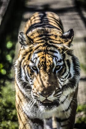 The Naples Zoo launches the Support the Zoo campaign. The park is maintained thanks to the sale of tickets to visitors, but in this period the park is closed due to the restrictive measures for the containment of Covid 19. The park s proposal is to buy a ticket without a date to guarantee, even in this difficult period, care and food for the animals of the park.  Copyright: xRobertaxBasilex xIPAx xKontrolabx