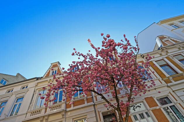 Dream weather with pleasant temperatures, tree blossom, cherry blossom in the Heerstrasse in Bonn, the sky is cloudless Spring in NRW on 06 04 2020 in Bonn Germany
