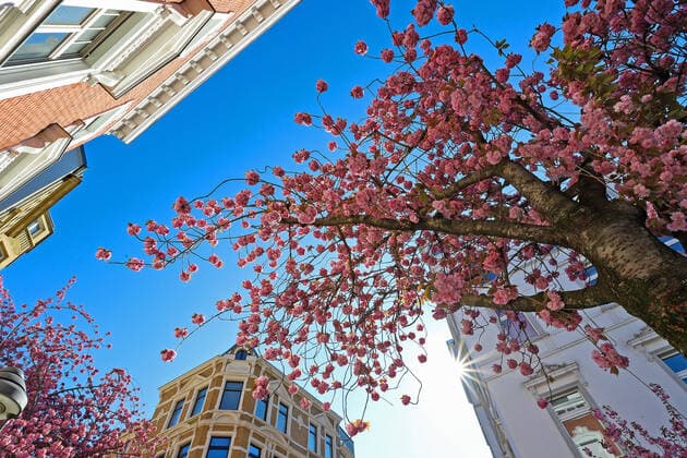 Dream weather with pleasant temperatures, tree blossom, cherry blossom in the Heerstrasse in Bonn, the sun shines from the cloudless sky Spring in NRW on 06 04 2020 in Bonn Germany