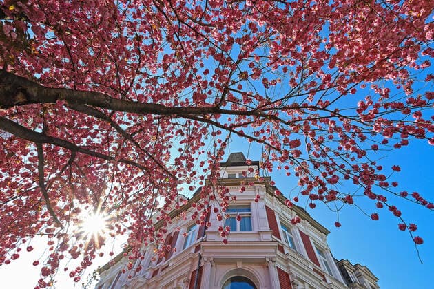 Dream weather with pleasant temperatures, tree blossom, cherry blossom in the Heerstrasse in Bonn, the sun shines from a cloudless sky through the Blueten Frühling in NRW on 06 04 2020 in Bonn Germany
