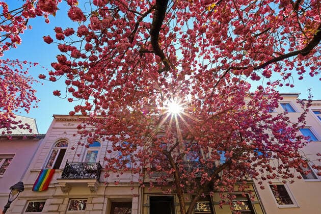 Dream weather with pleasant temperatures, tree blossom, cherry blossom in the Heerstrasse in Bonn, the sun shines from a cloudless sky through the Blueten Frühling in NRW on 06 04 2020 in Bonn Germany
