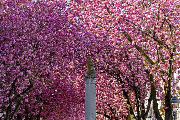 Dream weather with pleasant temperatures, tree blossom, cherry blossom in the Heerstrasse in Bonn Spring in NRW on 06 04 2020 in Bonn Germany