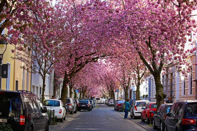 Dream weather with pleasant temperatures, tree blossom, cherry blossom in the Heerstrasse in Bonn Spring in NRW on 06 04 2020 in Bonn Germany