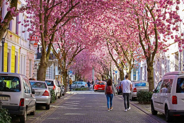 Dream weather with pleasant temperatures, tree blossom, cherry blossom in the Heerstrasse in Bonn Spring in NRW on 06 04 2020 in Bonn Germany