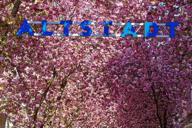 Dream weather at pleasant temperatures, tree blossom, cherry blossom in the Breite Strasse in Bonn, Old Town Spring in NRW on 06 04 2020 in Bonn Germany