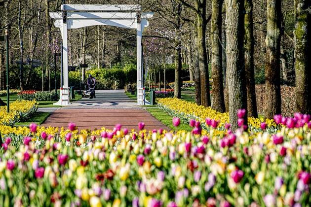 2020-04-06 09:53:03 LISSE - Bloemen in bloei bij leeg Keukenhof , de keukenhof gaat die jaar niet meer open ivm de coronacrisis . Helaas kan de Bloemententoonstelling Keukenhof door de maatregelen rondom het corona virus niet openen in 2020. Geannuleerd - Keukenhof 2020 - alleen virtueel geopend ROBIN UTRECHT covid-19 ,  Copyright: xx x409316300x