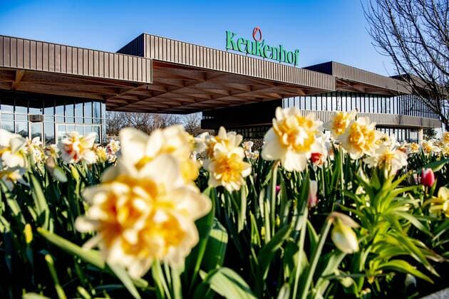 2020-04-06 09:07:11 LISSE - Bloemen in bloei bij leeg Keukenhof , de keukenhof gaat die jaar niet meer open ivm de coronacrisis . Helaas kan de Bloemententoonstelling Keukenhof door de maatregelen rondom het corona virus niet openen in 2020. Geannuleerd - Keukenhof 2020 - alleen virtueel geopend ROBIN UTRECHT covid-19 ,  Copyright: xx x409316312x