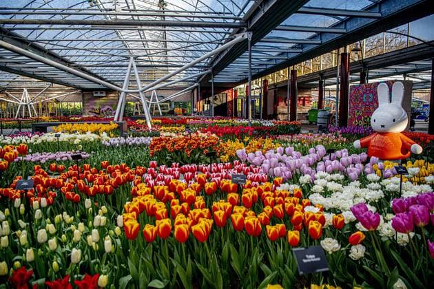 News Bilder des Tages 2020-04-06 09:15:23 LISSE - Bloemen in bloei bij leeg Keukenhof , de keukenhof gaat die jaar niet meer open ivm de coronacrisis . Helaas kan de Bloemententoonstelling Keukenhof door de maatregelen rondom het corona virus niet openen in 2020. Geannuleerd - Keukenhof 2020 - alleen virtueel geopend ROBIN UTRECHT covid-19 ,  Copyright: xx x409316336x