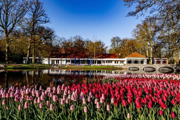 2020-04-06 09:37:33 LISSE - Bloemen in bloei bij leeg Keukenhof , de keukenhof gaat die jaar niet meer open ivm de coronacrisis . Helaas kan de Bloemententoonstelling Keukenhof door de maatregelen rondom het corona virus niet openen in 2020. Geannuleerd - Keukenhof 2020 - alleen virtueel geopend ROBIN UTRECHT covid-19 ,  Copyright: xx x409316460x