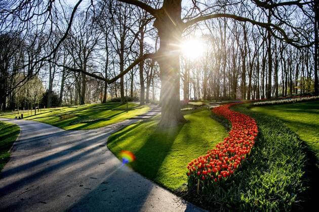 2020-04-06 09:44:44 LISSE - Bloemen in bloei bij leeg Keukenhof , de keukenhof gaat die jaar niet meer open ivm de coronacrisis . Helaas kan de Bloemententoonstelling Keukenhof door de maatregelen rondom het corona virus niet openen in 2020. Geannuleerd - Keukenhof 2020 - alleen virtueel geopend ROBIN UTRECHT covid-19 ,  Copyright: xx x409316494x