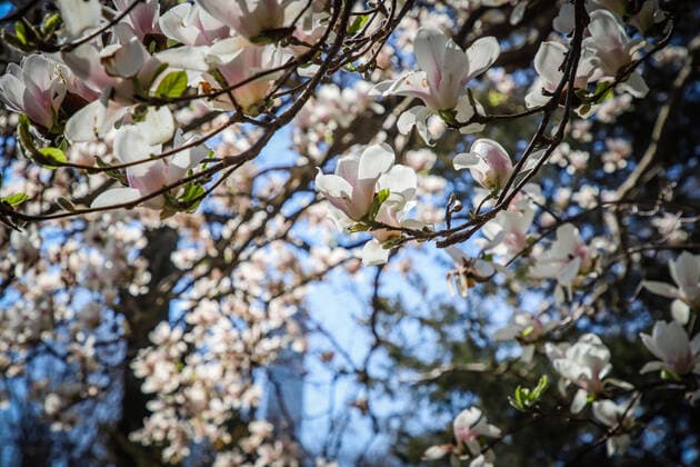 April 6, 2020, New York, NEW YORK, EUA: View of Central Park in the spring in New York during the Coronavirus Covid-19 pandemic in the United States. New York EUA - ZUMAc233 47120000st Copyright: xVanessaxCarvalhox