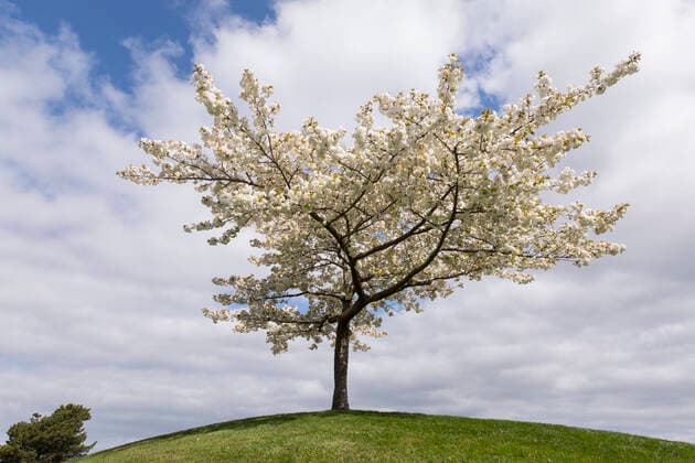 April 7, 2020, Renton, Washington, U.S: A Japanese cherry in full bloom in Cedar River Trail Park in Renton, Washington on April 7, 2020. Renton U.S. - ZUMAg235 20200407_zap_g235_002 Copyright: xPaulxChristianxGordonx