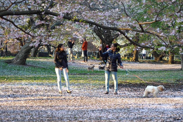 April 7, 2020, New York, New York, USA: New Yorkers take to the park, using social distancing and wearing masks during Covid19 Pandemic.Riverside Park, NYC.April 7, 2020.Photos by New York USA - ZUMAms4_ 20200407_zaf_ms4_014 Copyright: xSoniaxMoskowitzx