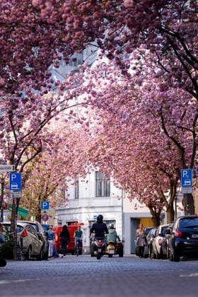 Because of the corona virus, the city of Bonn blocks the cherry blossom for visitors Bonn, 08 04 2020 Foto:xC.xHardtx xFuturexImage