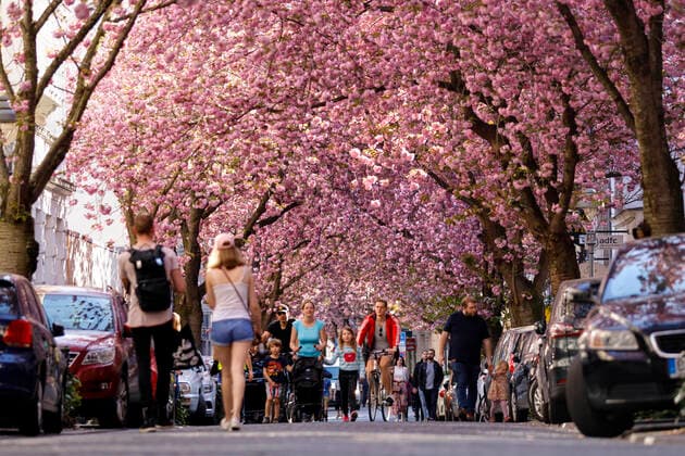 Because of the corona virus, the city of Bonn blocks the cherry blossom for visitors Bonn, 08 04 2020 Foto:xC.xHardtx xFuturexImage