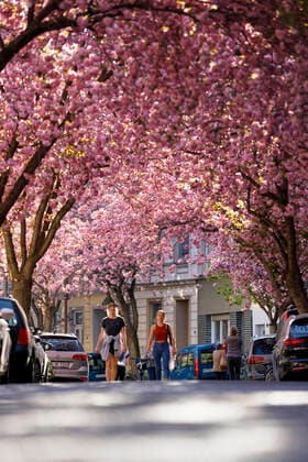 Because of the corona virus, the city of Bonn blocks the cherry blossom for visitors Bonn, 08 04 2020 Foto:xC.xHardtx xFuturexImage