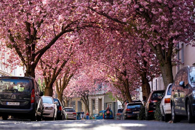Because of the corona virus, the city of Bonn blocks the cherry blossom for visitors Bonn, 08 04 2020 Foto:xC.xHardtx xFuturexImage