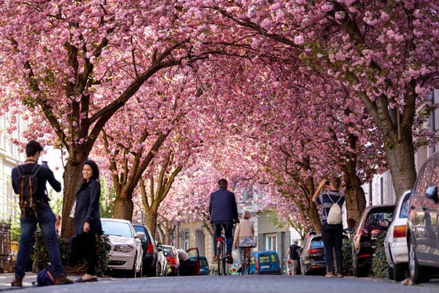 Because of the corona virus, the city of Bonn blocks the cherry blossom for visitors Bonn, 08 04 2020 Foto:xC.xHardtx xFuturexImage
