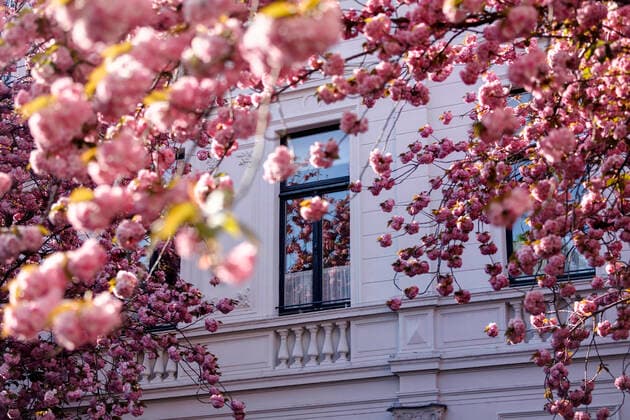 Because of the corona virus, the city of Bonn blocks the cherry blossom for visitors Bonn, 08 04 2020 Foto:xC.xHardtx xFuturexImage