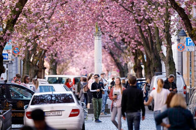 Because of the corona virus, the city of Bonn blocks the cherry blossom for visitors Bonn, 08 04 2020 Foto:xC.xHardtx xFuturexImage