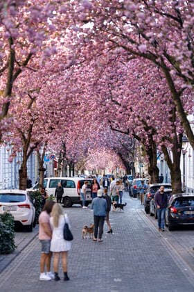 Because of the corona virus, the city of Bonn blocks the cherry blossom for visitors Bonn, 08 04 2020 Foto:xC.xHardtx xFuturexImage