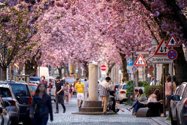 Because of the corona virus, the city of Bonn blocks the cherry blossom for visitors Bonn, 08 04 2020 Foto:xC.xHardtx xFuturexImage