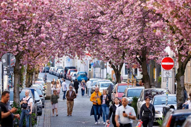 Because of the corona virus, the city of Bonn blocks the cherry blossom for visitors Bonn, 08 04 2020 Foto:xC.xHardtx xFuturexImage