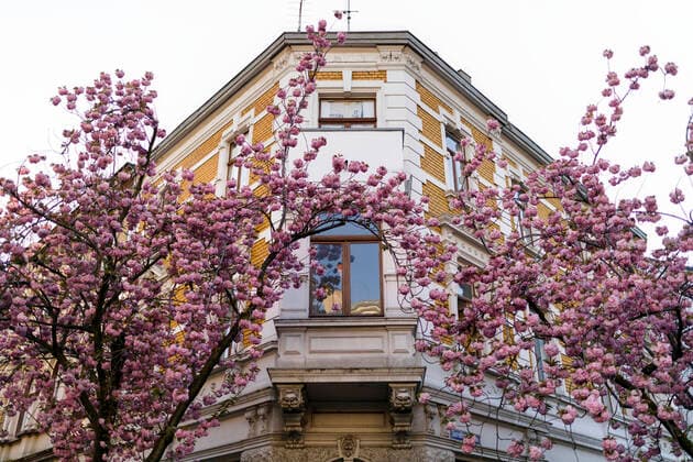 Because of the corona virus, the city of Bonn blocks the cherry blossom for visitors Bonn, 08 04 2020 Foto:xC.xHardtx xFuturexImage