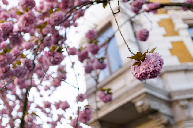 Because of the corona virus, the city of Bonn blocks the cherry blossom for visitors Bonn, 08 04 2020 Foto:xC.xHardtx xFuturexImage